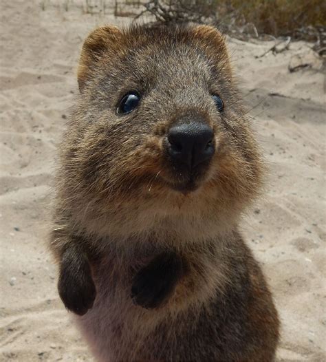 Rodents · 1 decade ago. You know I'm right | Cute animals, Quokka, Happy animals