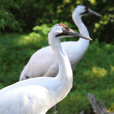 Wild Files Whooping Cranes Of Louisiana — Chevron