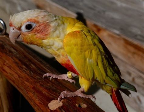 Suncheek Conure Facts Origin Pictures And Characteristics Pet Keen