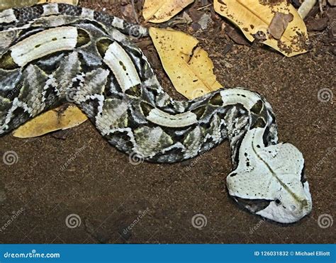 Camouflaged Venomous Gaboon Viper Stock Photo Image Of Exterior