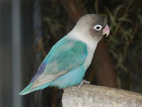 Blue Masked Lovebird Facts Care As Pets Feeding Pictures And Video