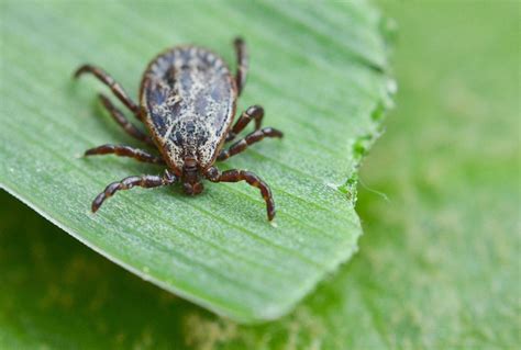 We would like to show you a description here but the site won't allow us. Lyme disease, tick presence predicted to be high in area ...