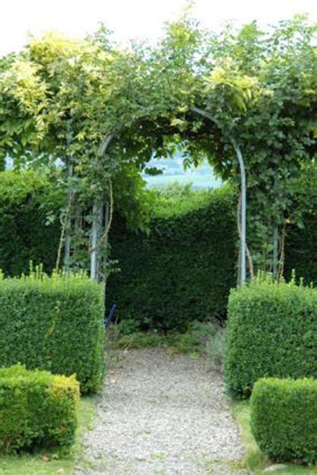 Most gardeners want to grow privacy hedges in a hurry, and that's why we offer ready, set, hedge!™ shrubs. 13+ Living Privacy Fences Ideas - Home and Gardening Ideas