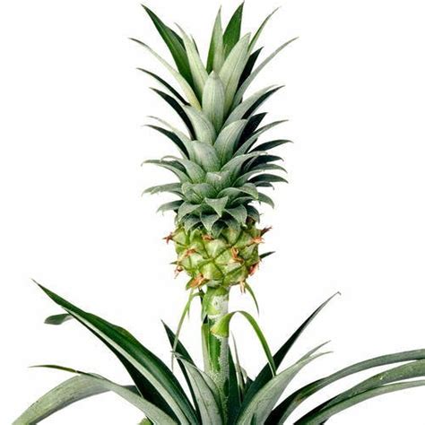 Pflege Der Ananaspflanze Regionsfloristde