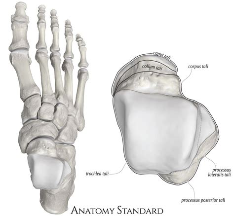 The Right Talus Bone The Top View Anatomy Bones Lower Limb Bones