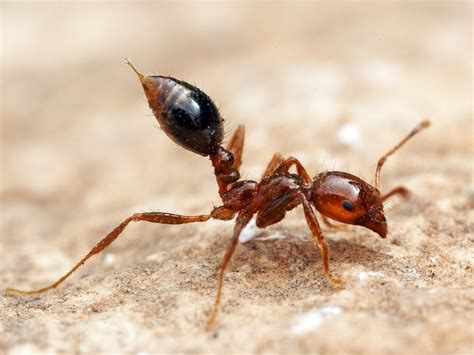 What Can You Do For Fire Ant Bites Question Why Do Fire Ant Bites