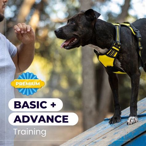 Dog Training Archives Monkoodog