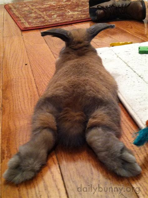 Relaxed Bunny Stretches Out Those Hind Legs — The Daily Bunny