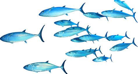 We did not find results for: Tuna clipart tuna fish, Tuna tuna fish Transparent FREE ...