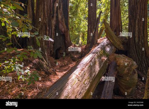 Big Basin State Park Hi Res Stock Photography And Images Alamy