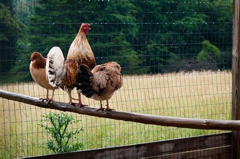 What Is A Chicken Perch And Do Why Your Hens Need It
