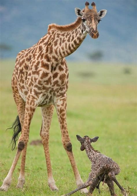 First Moments Of Life Of A Baby Giraffe 8 Pics