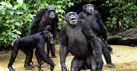Chimps Recognise Butts In The Same Way Humans Recognise Faces Wired Uk