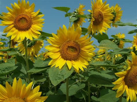 Sunflowers Free Photo Download Freeimages