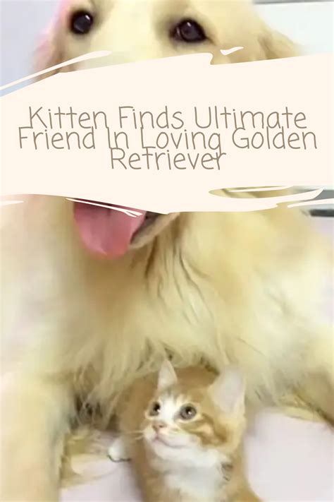 Golden Retriever Becomes Ultimate Protector For Tiny Kitten Golden