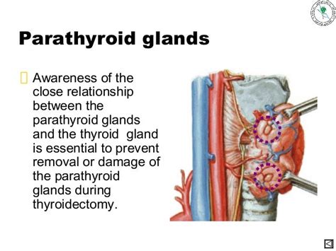 Ppt Physiology Of Thyroid Gland Powerpoint Presentation Free