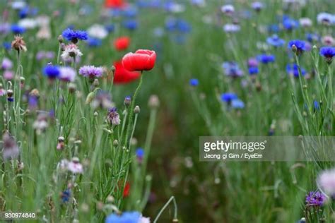 Purple Poppy Animals Photos And Premium High Res Pictures Getty Images