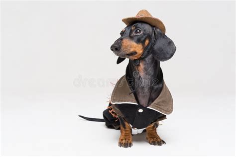 205 Dog Wearing Cowboy Hat Photos Free And Royalty Free Stock Photos