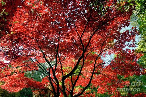 Japanese Maple Trees In Autumn Photograph By Dr Keith Wheelerscience