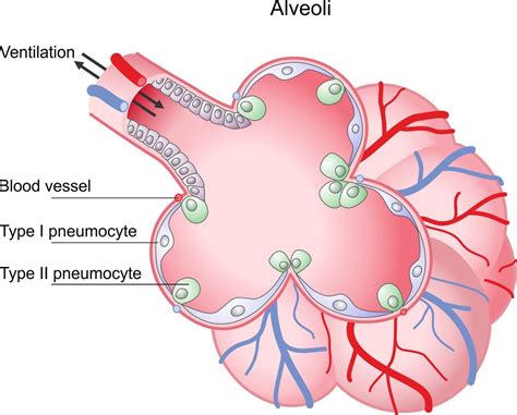 Using Alveolar Epithelia As A Model For Corona Infection Max Planck