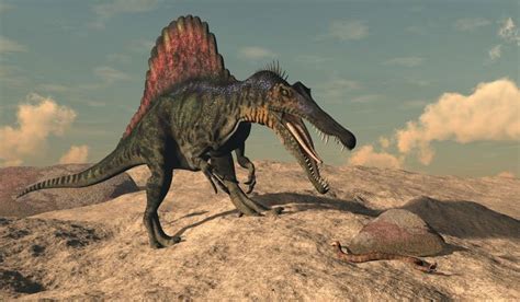 Spinosaurus Loài Khủng Long Săn Mồi Cực Lớn Trên Trái Đất Cập Nhật