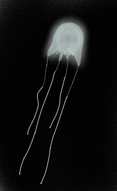 A Black And White Photo Of A Jellyfish