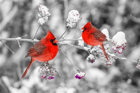 Red Cardinals In The Snow Photograph By Anthony Sacco Fine Art America