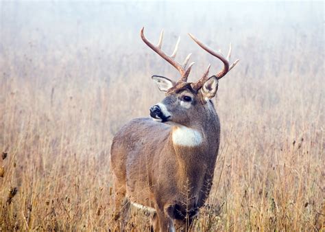 How Does Your Rack Measure Up How To Score Deer Antlers Safari Club