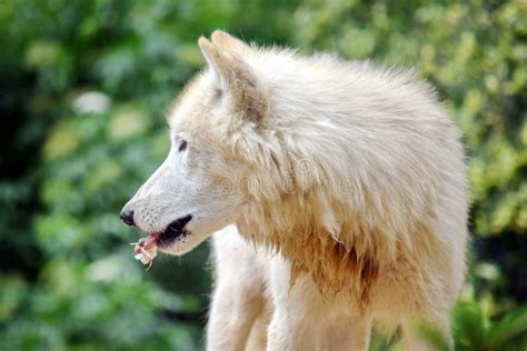 White Arctic Wolf Eating Portret Side View Stock Foto Image Of