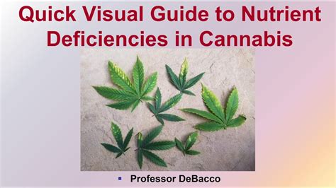 Quick Visual Guide To Nutrient Deficiencies In Cannabis Youtube