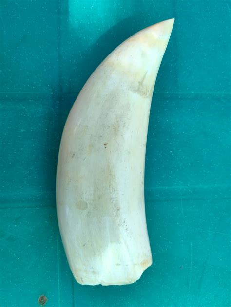 Faux Sperm Whale Tooth Scrimshaw Tooth Resin Replica Etsy