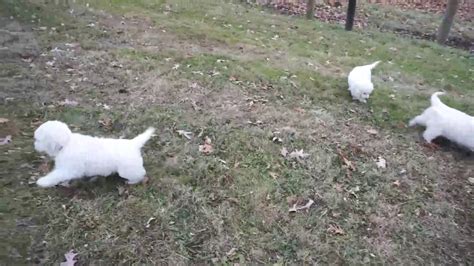If you want to know more information about our current litter, to be added to our waiting list, or English Cream Golden Retriever Puppies For Sale - YouTube