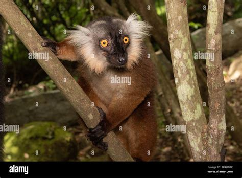 Female Black Lemur Eulemur Macaco On Branch Rainforest Of Nosy Komba
