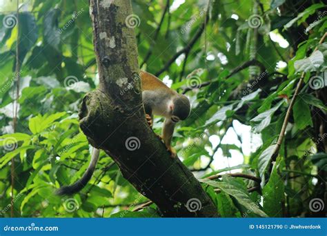 Cebuella Pygmaea Finger Monkey Pygmee Monkey Or Smallest Monkey In