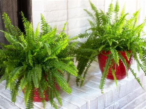 The Best Ferns To Grow Indoors Hgtv