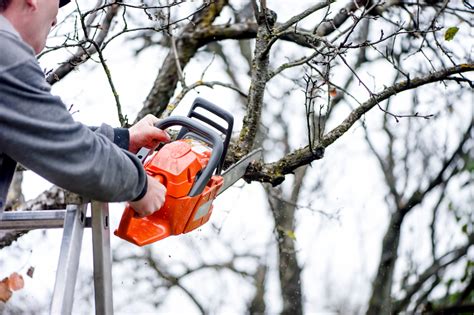 7 Reasons Of Why To Leave Tree Trimming Pruning Services To