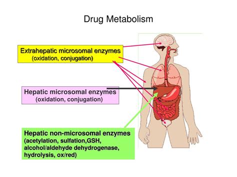 Ppt Drug Metabolism Powerpoint Presentation Free Download Id143197