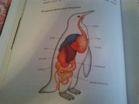 Anatomy Of Penguins