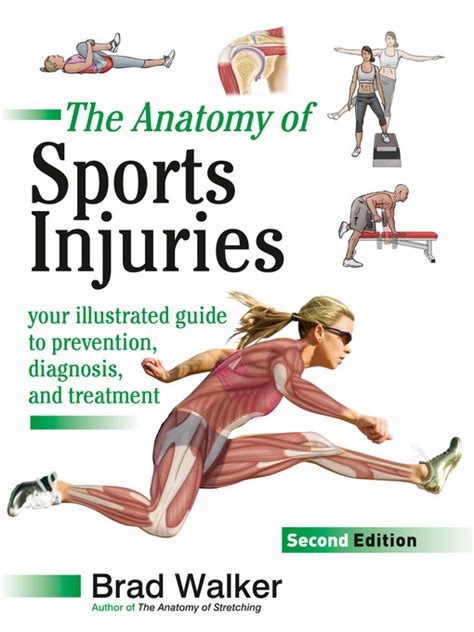 The Anatomy Of Sports Injuries Your Illustrated Guide To Prevention