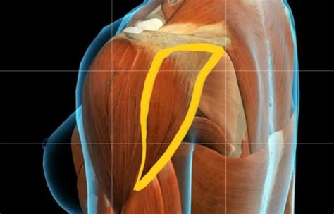 후면삼각근 posterior deltoid 후면삼각근 해부학 어깨세모근 삼각근 통증 네이버 블로그
