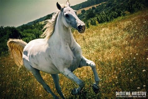 A White Horse Gallops Across A Summer Meadow Photography Featured