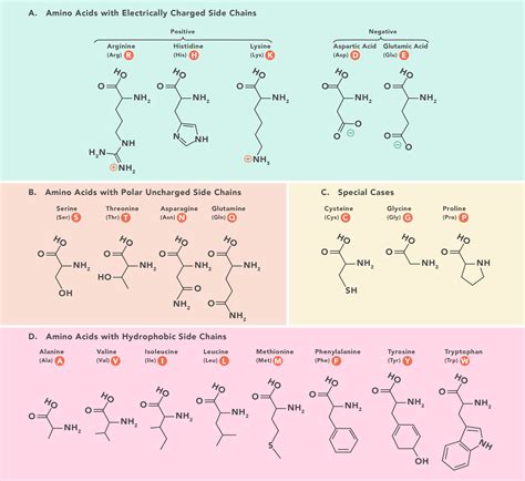 Essential Amino Acids Chart Abbreviations And Structure Technology Networks Study Chemistry