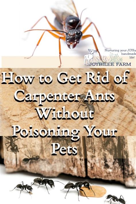 How To Get Rid Of Carpenter Ants Without Poisoning Your Pets