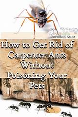 Images of Fumigation For Carpenter Ants