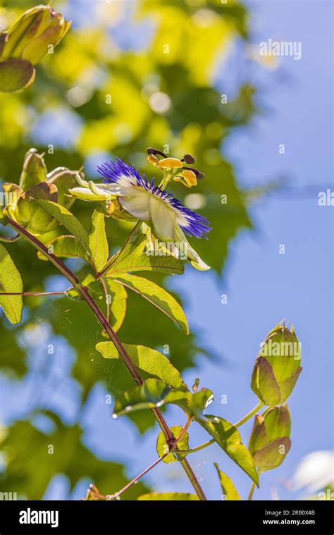 Blue Passion Flower Passiflora Caerulea Stock Photo Alamy