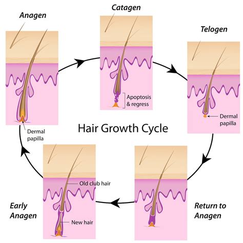 Understanding The Science Behind Hair Is Vital For Knowing Whats Best For Your Hair Hair