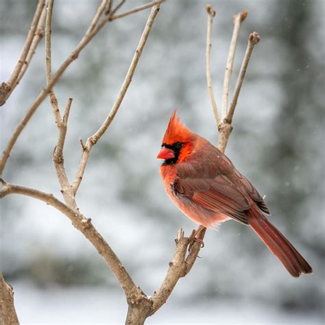 Red Cardinal Bird Sitting On Tree Branch In Winter Park · Free Stock Photo