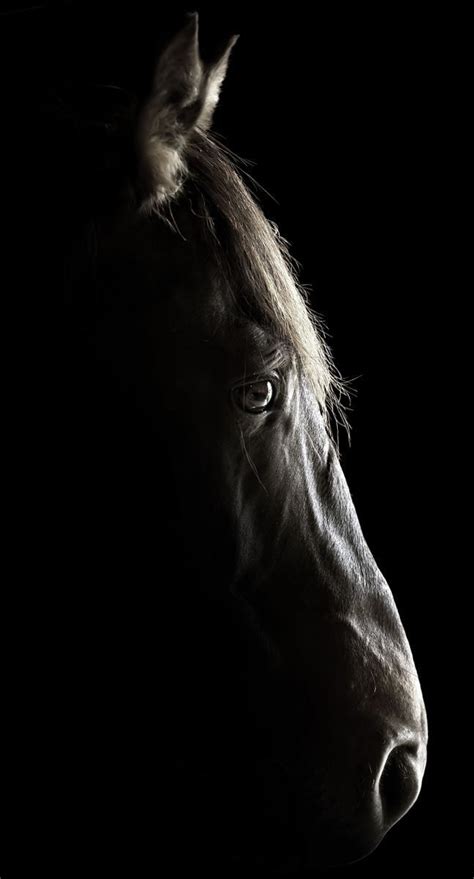 Pin By Dolce Lena On ♠️il Mondo In Bianco E Nero♣️ Horse Photography