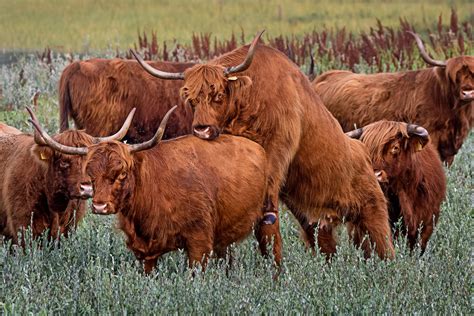 Highland Cattle Information All You Need To Know About