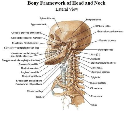 Wikipedia explains why there is a however, such discrepancies between various sources are only differences in how to classify and/or. The bones of the head and neck | anatomy-medicine.com ...